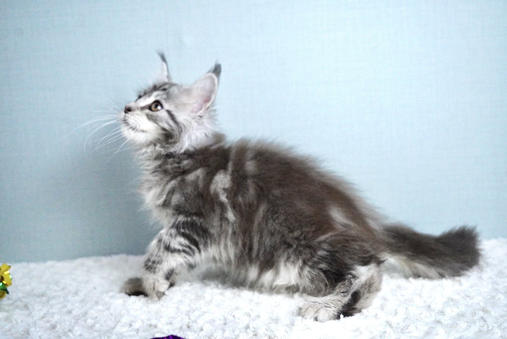 レグルスくんの写真3