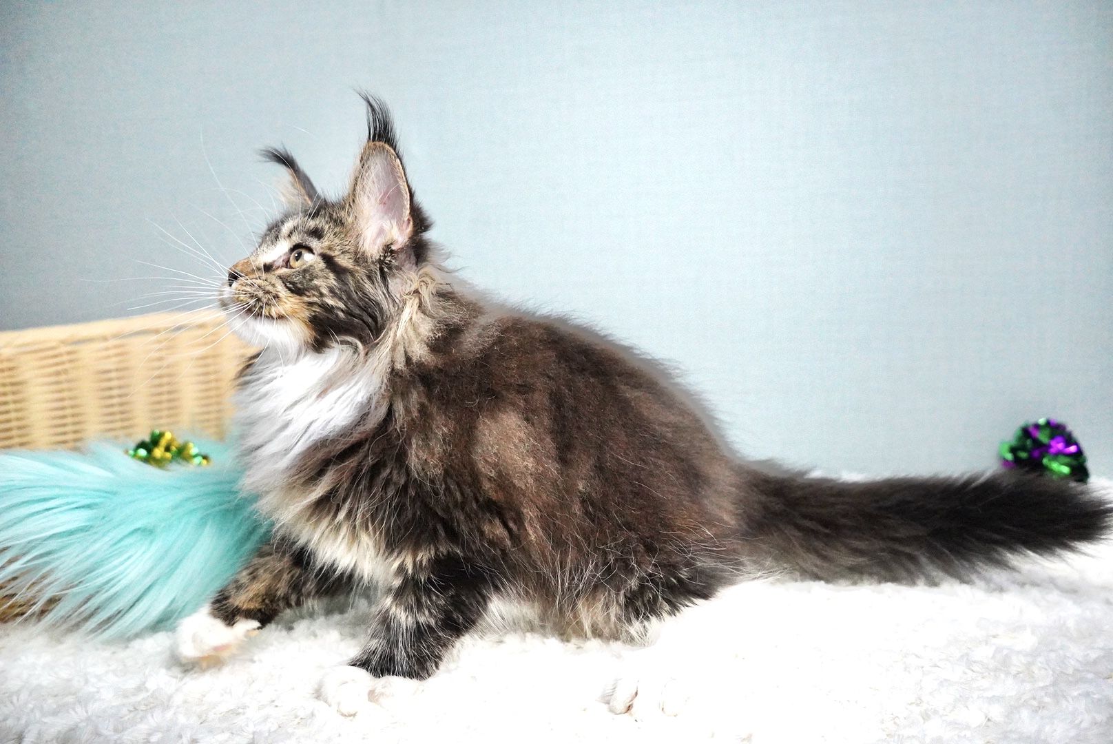 アトラスくんの写真3