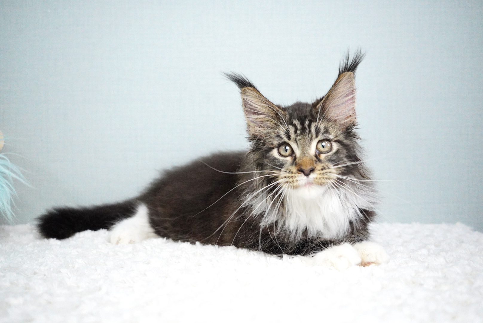 アトラスくんの写真5