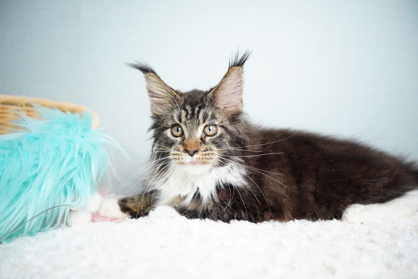 アトラスくんの写真4