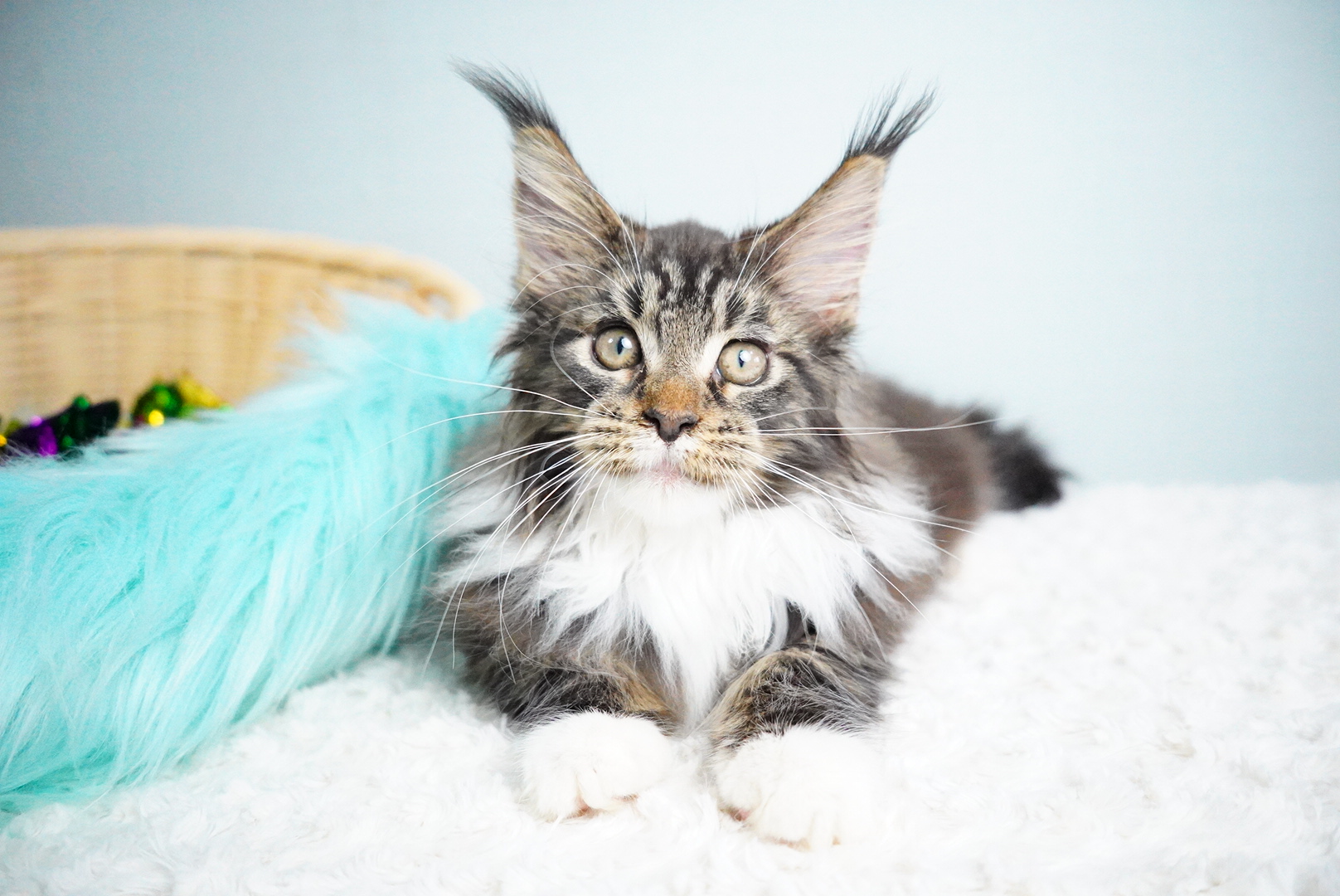 アトラスくんの写真1