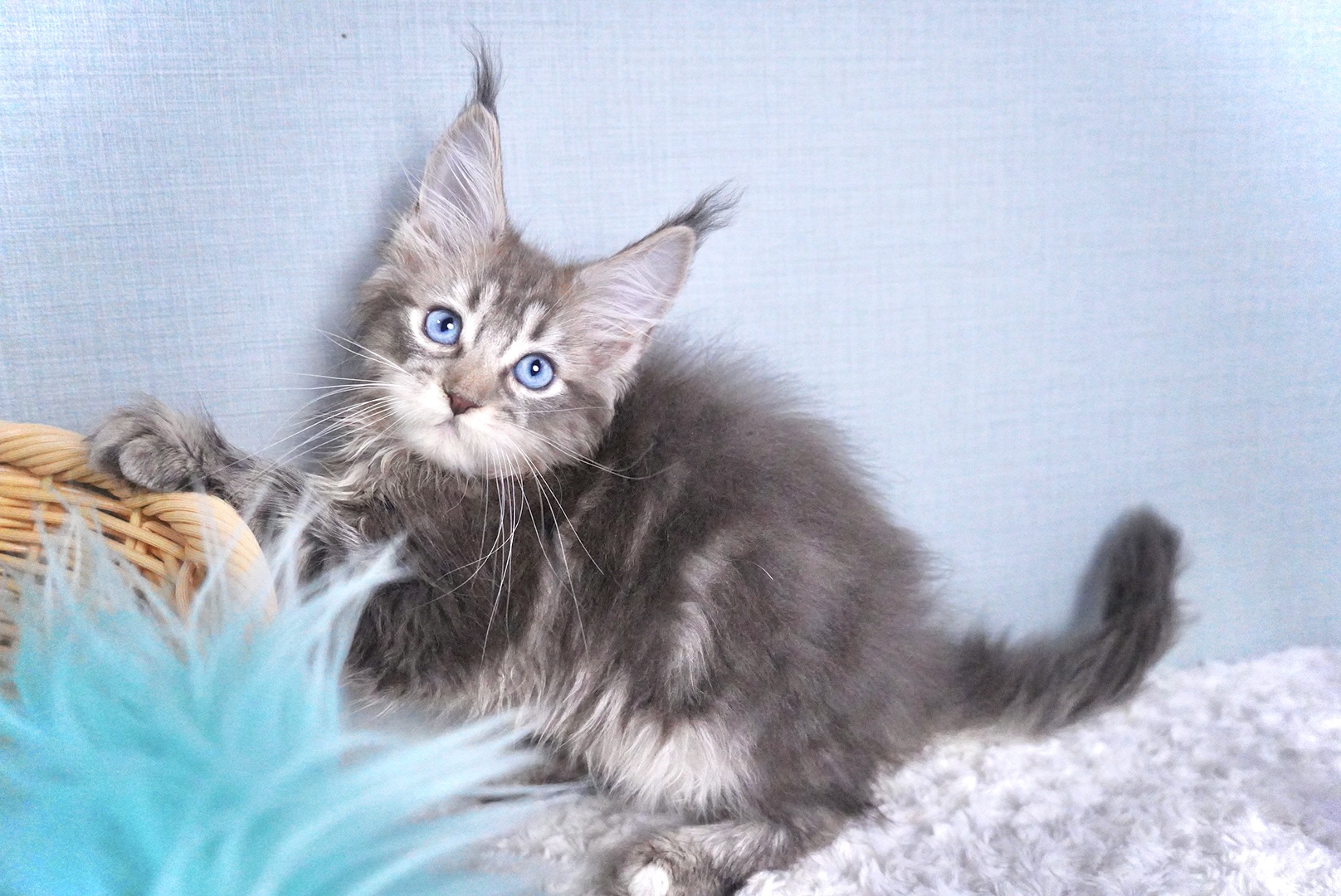 セフィアちゃんの写真4