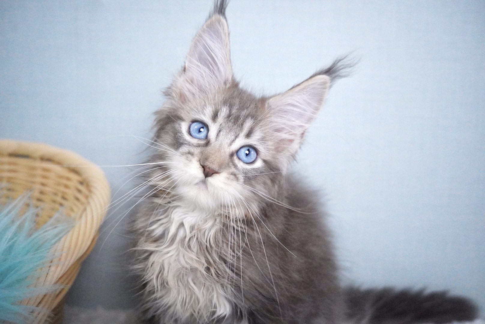 セフィアちゃんの写真1