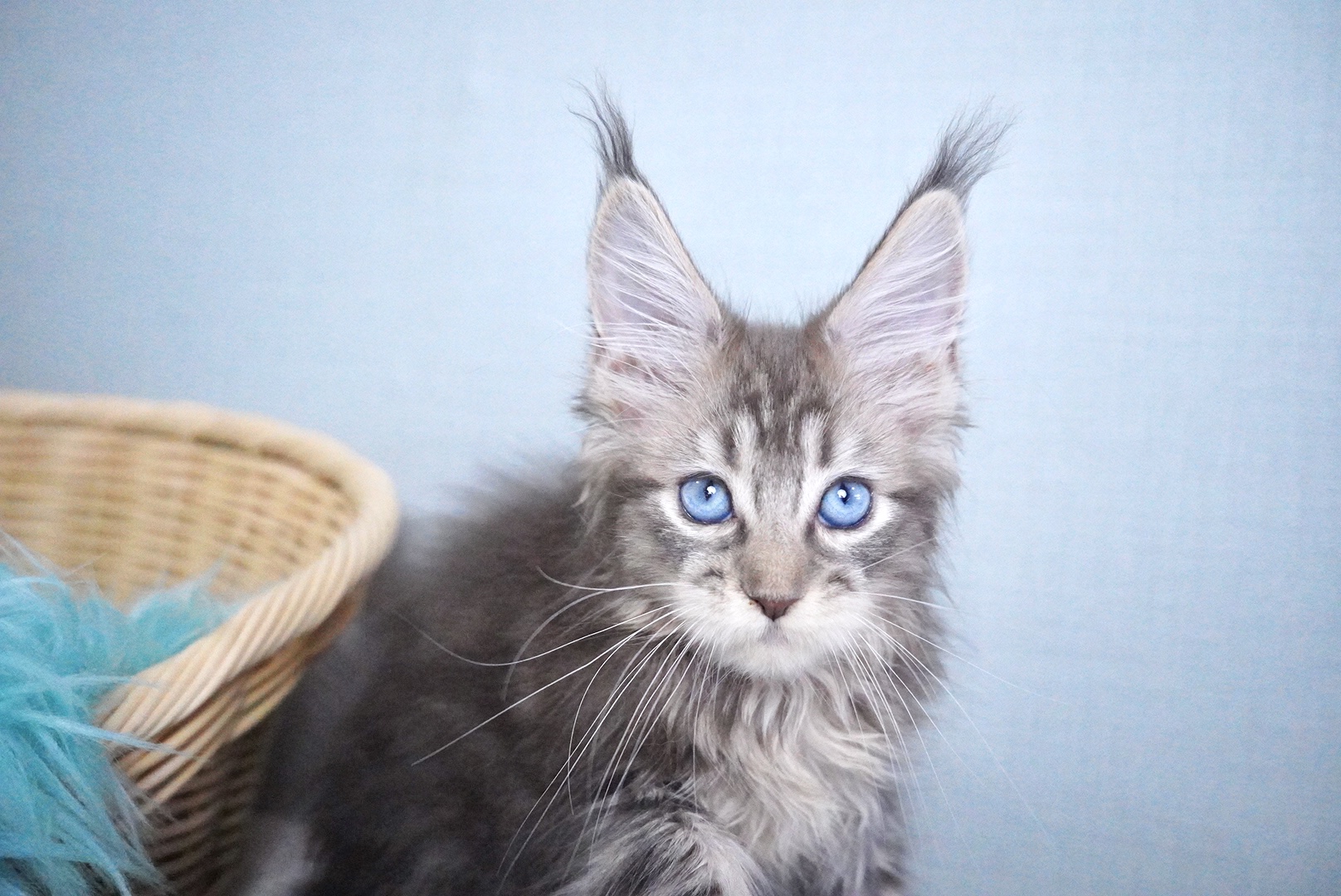 セフィアちゃんの写真3