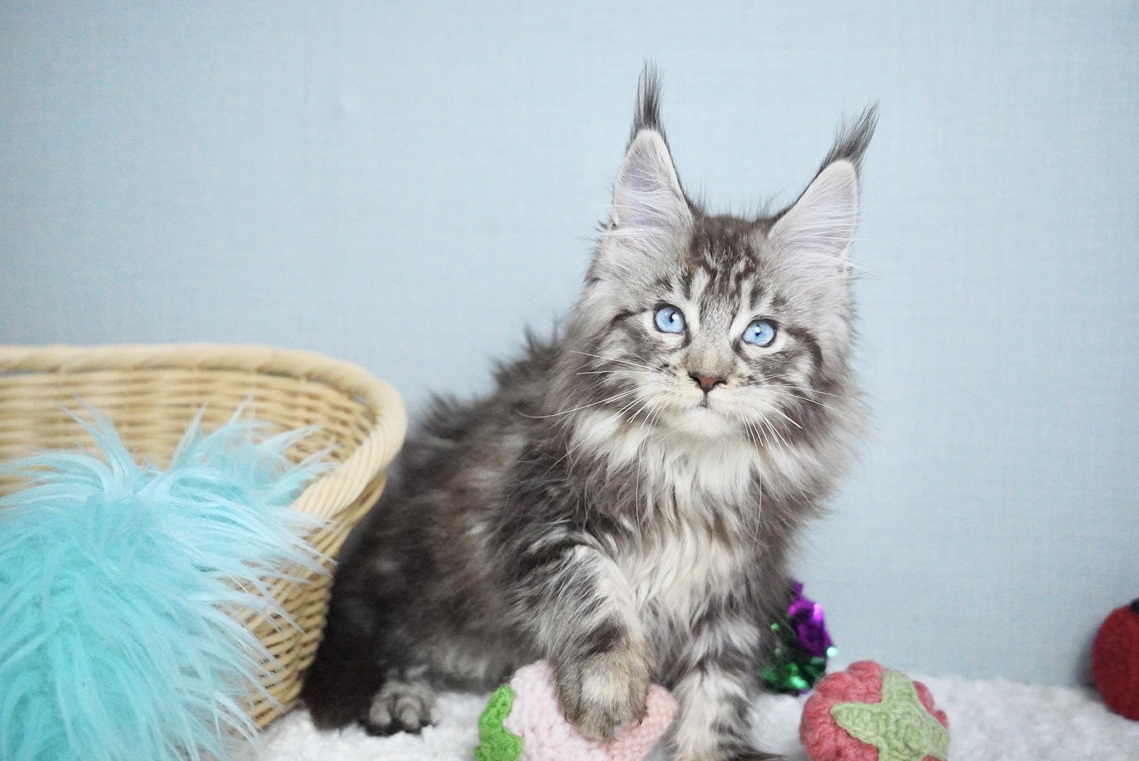 ミラベルちゃんの写真6