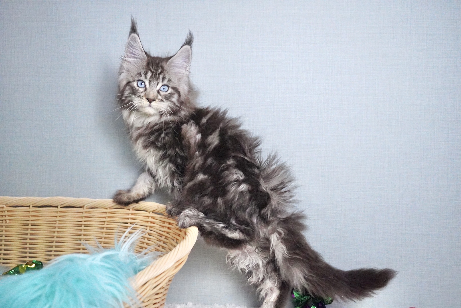 ミラベルちゃんの写真5