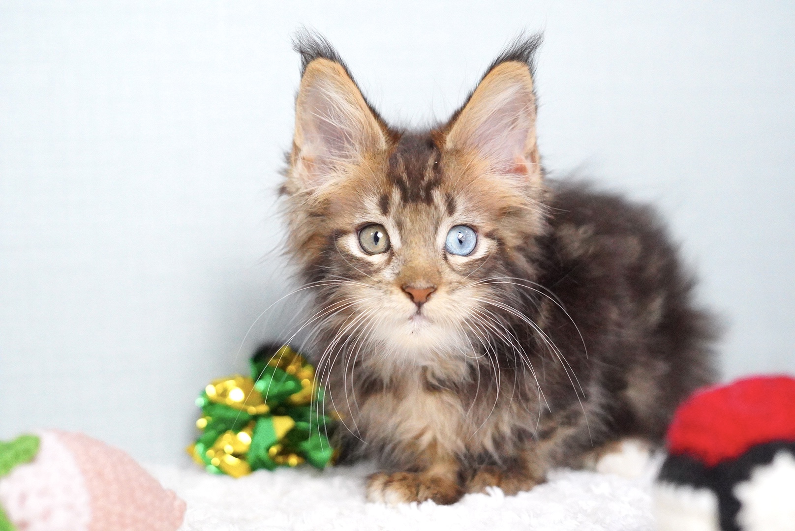 エランくんの写真3