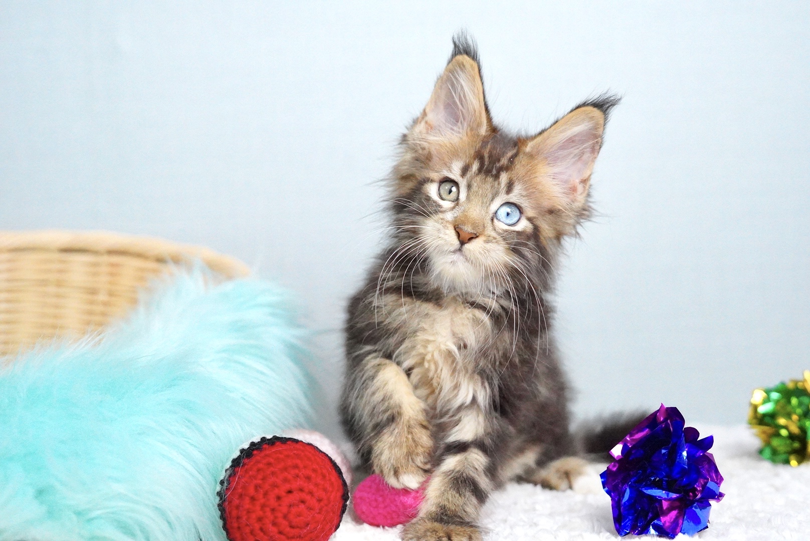 エランくんの写真1