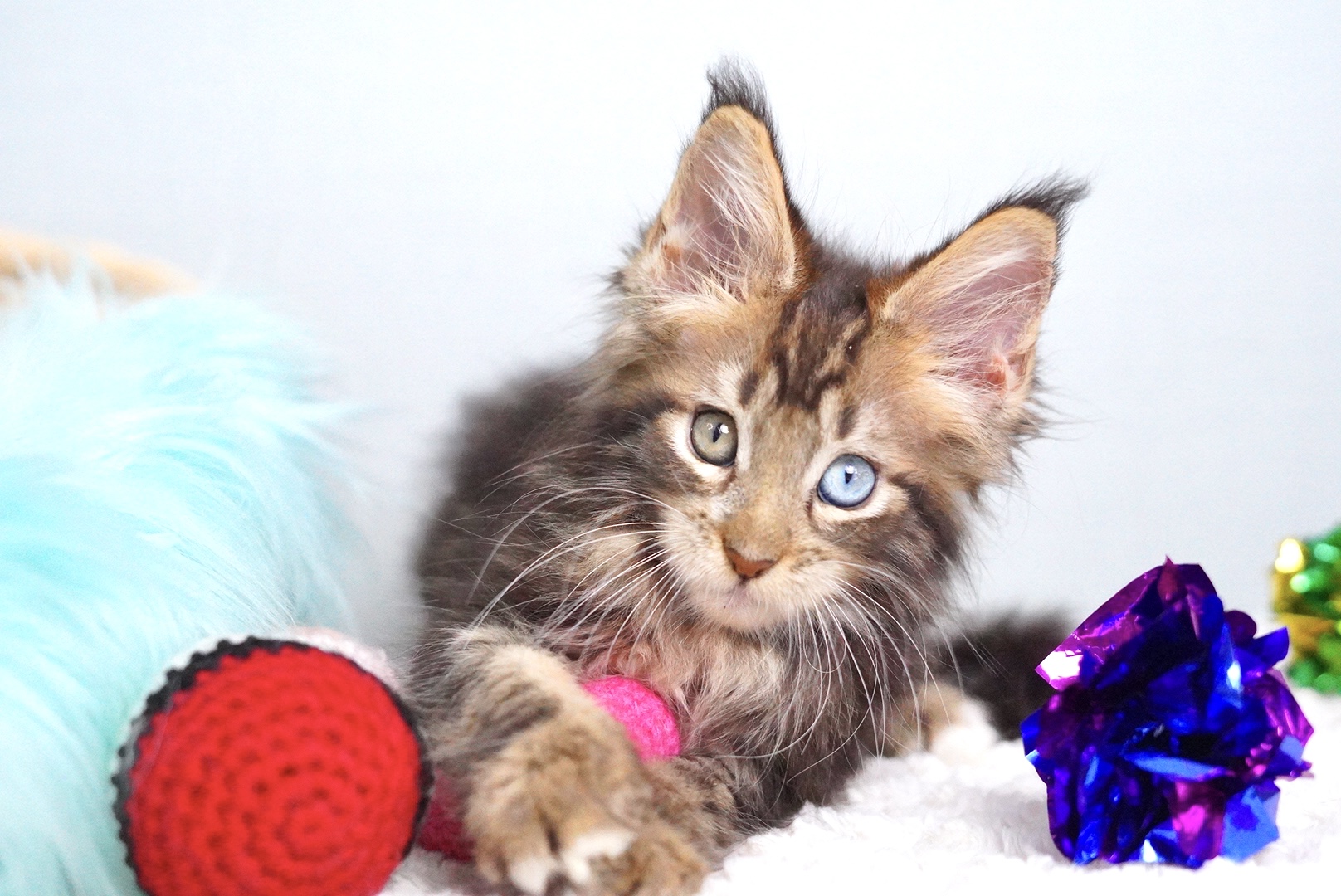 エランくんの写真5