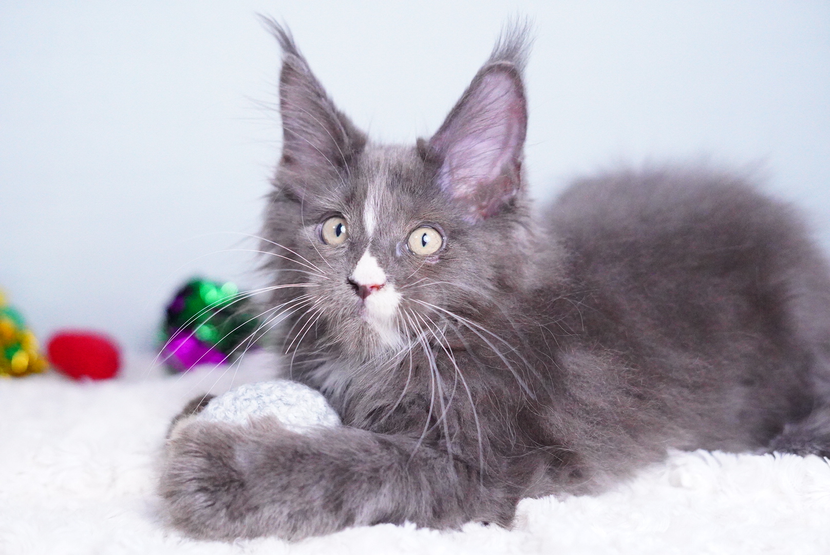 ロダンくんの写真6