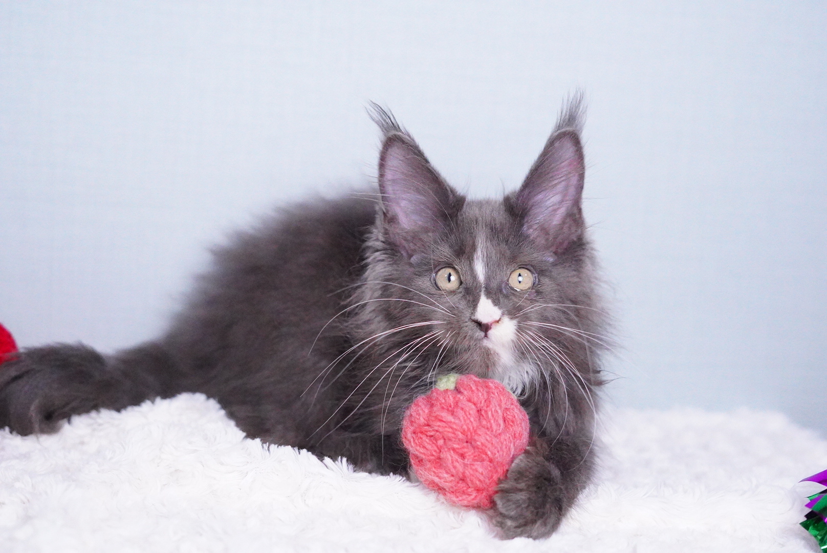 ロダンくんの写真7