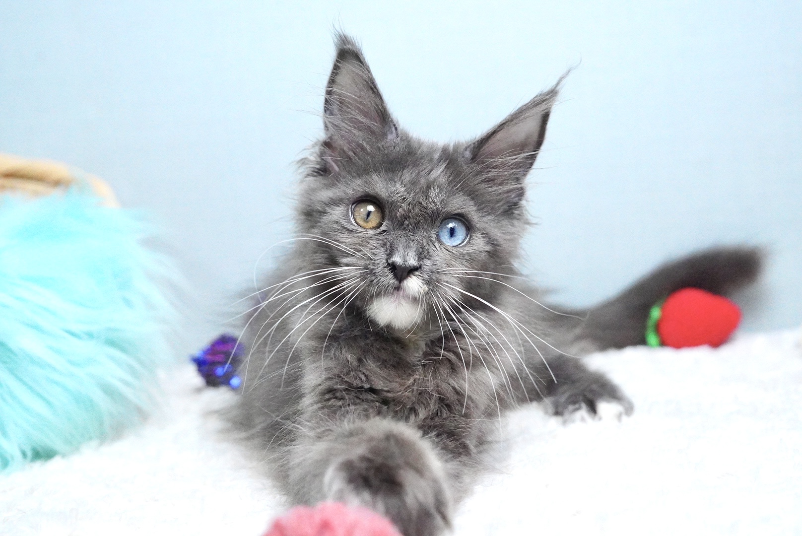 Calico smoke female Maine Coon kitten Ceres