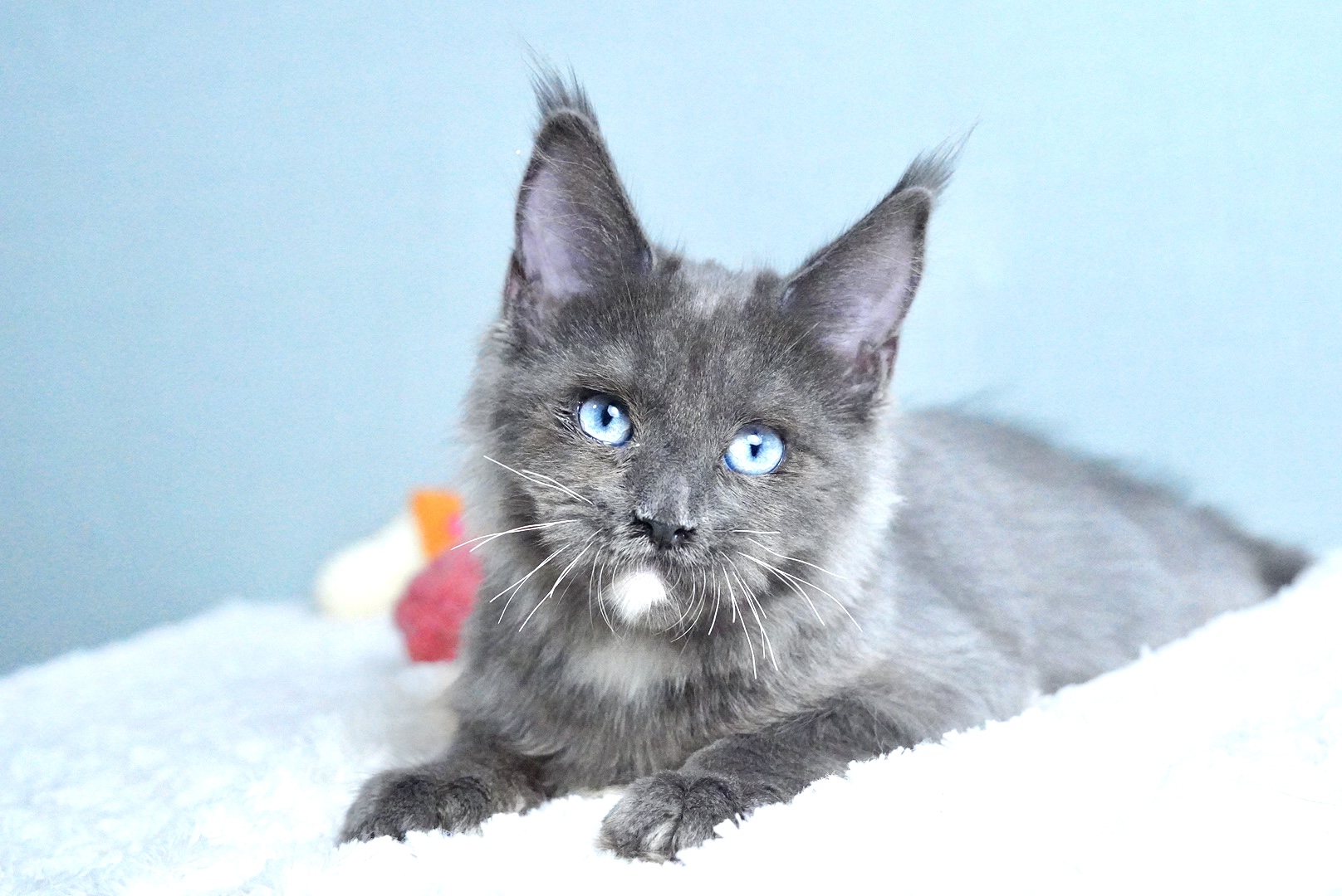 Black solid male Maine Coon kitten