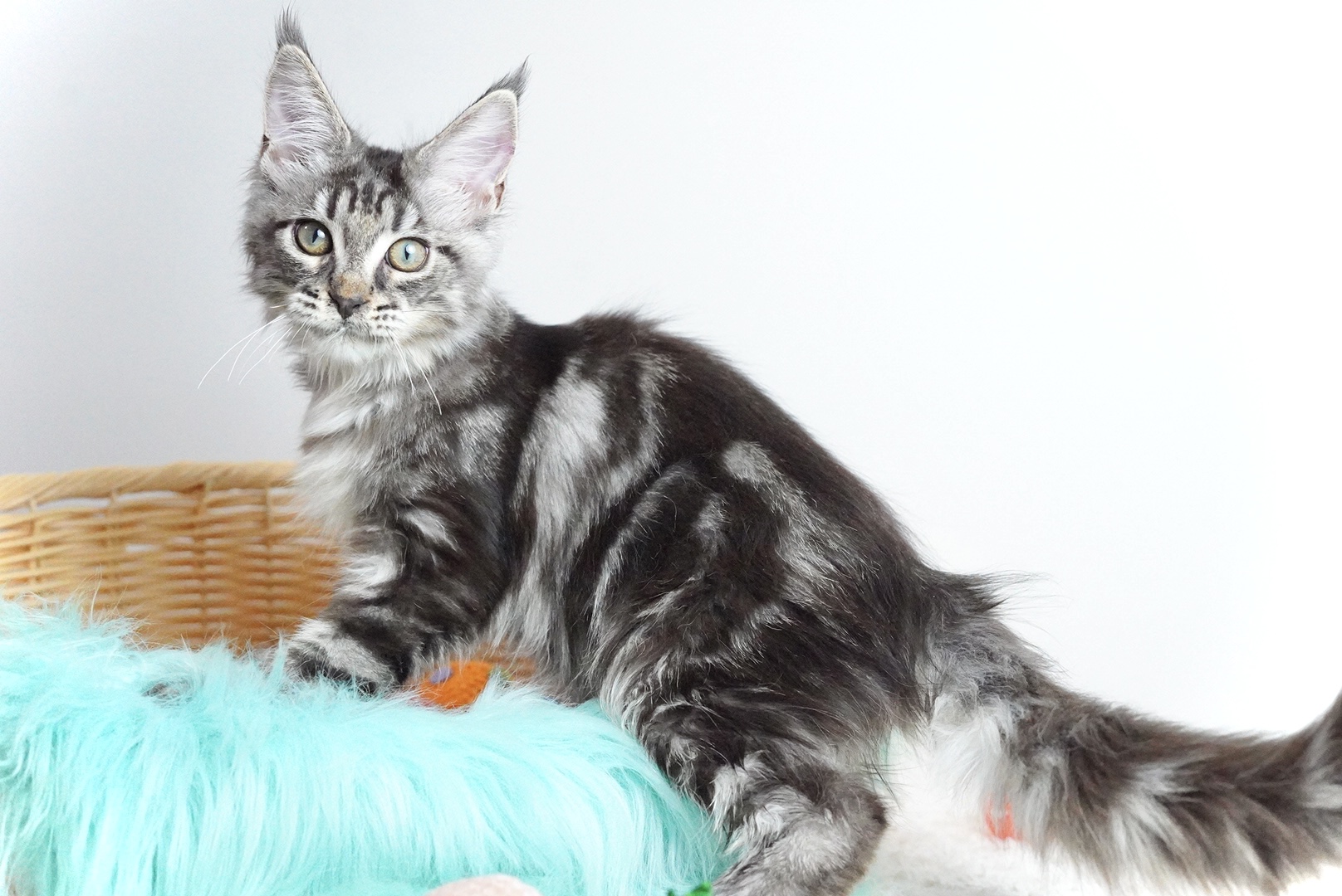 Yuna — Maine Coon raised at PureJewel