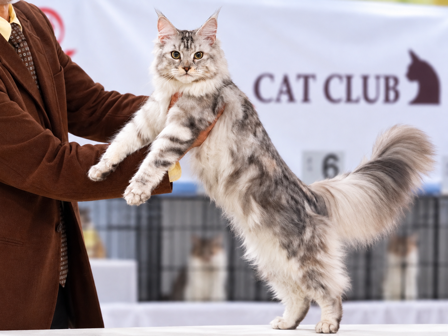 キャットショーで見せるメインクーンの成猫の体格