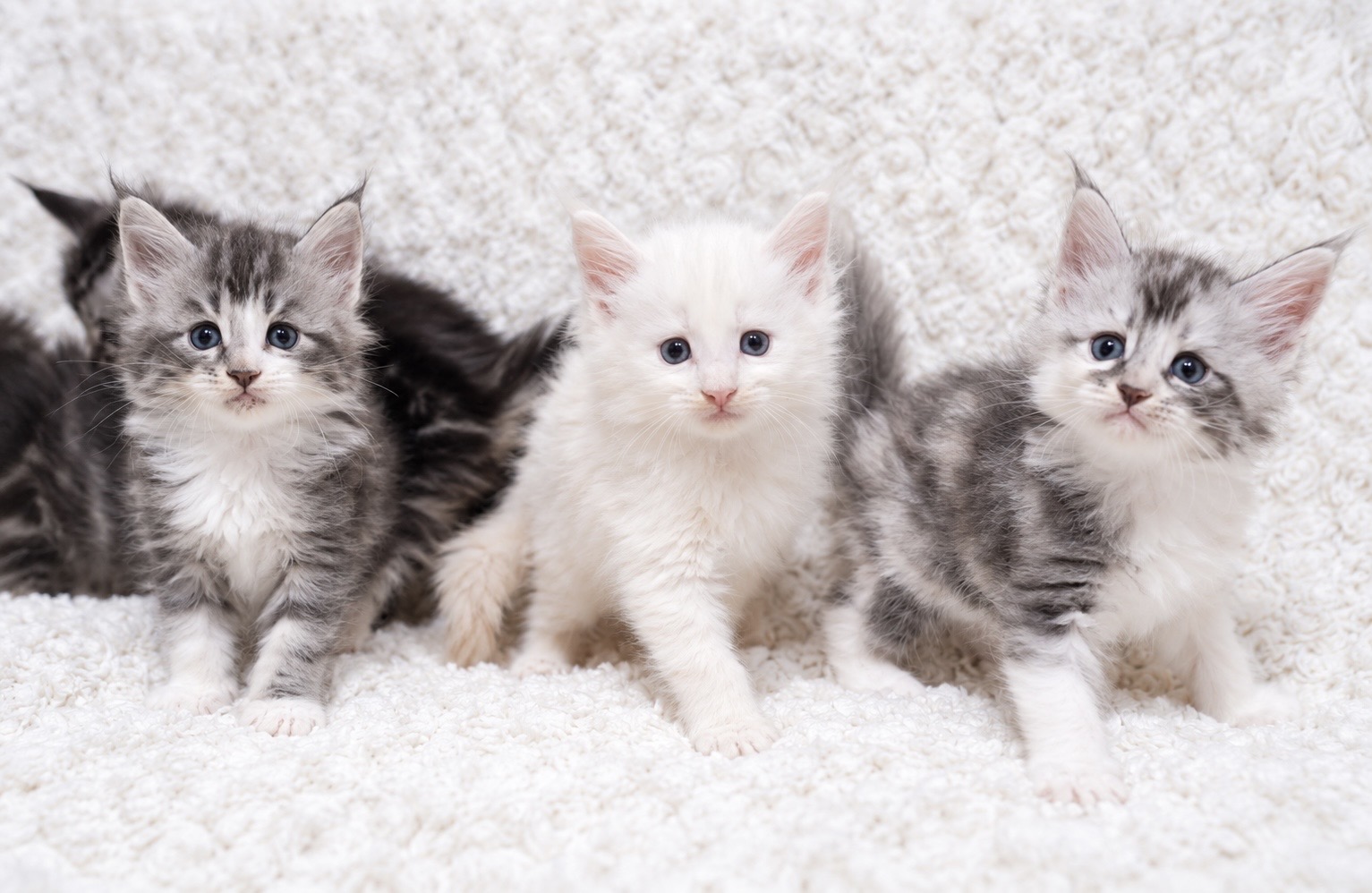成長途中の3頭のメインクーンの子猫
