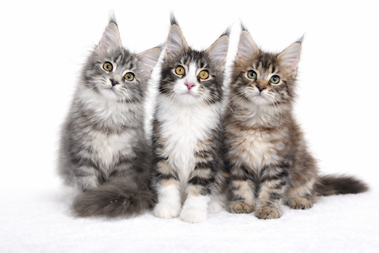 3頭のメインクーンの子猫