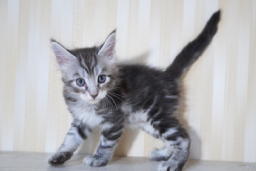 ユキヒョウ君
