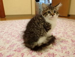 めめこちゃん
