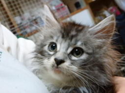 モップ君