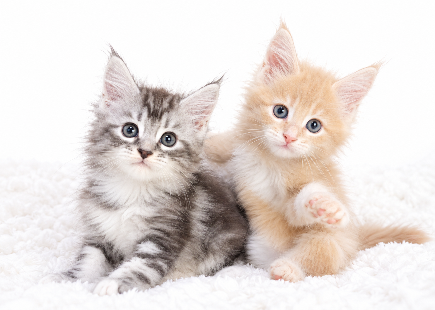 寄り添う生まれたばかりの子猫