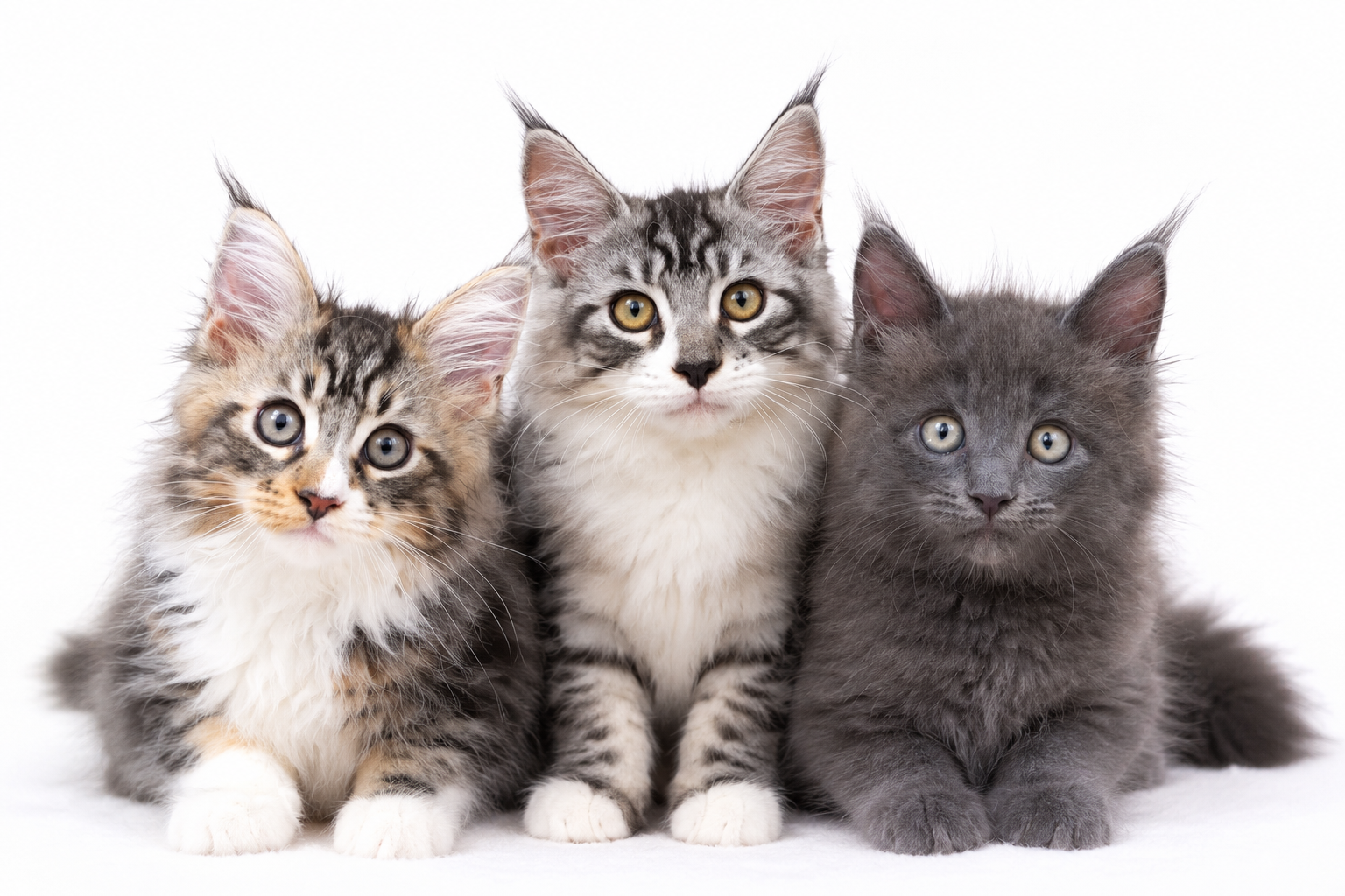 3頭のメインクーンの子猫